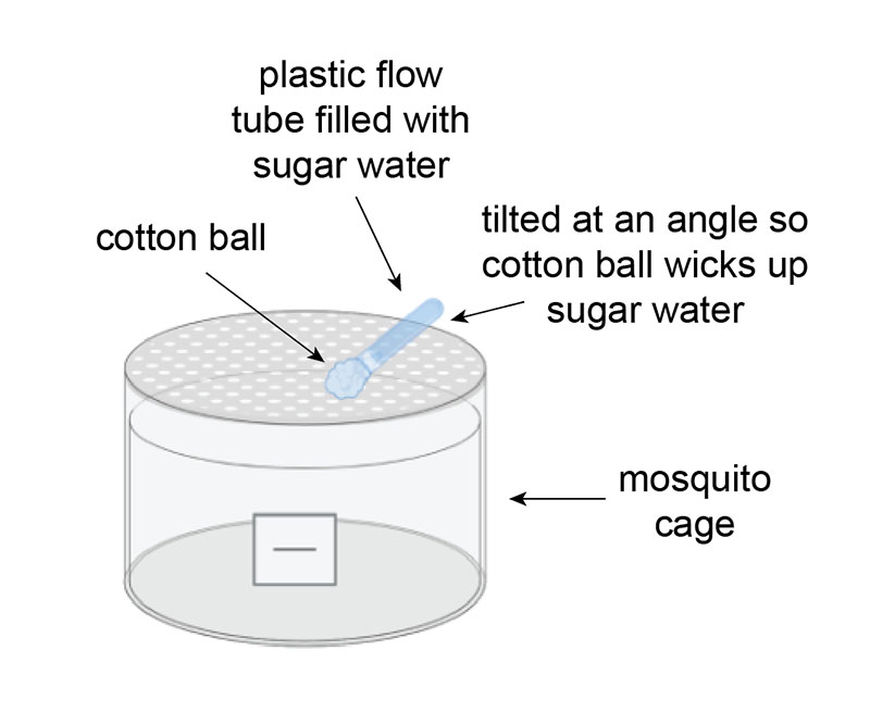 Sugar water tubes used for feeding mosquitoes