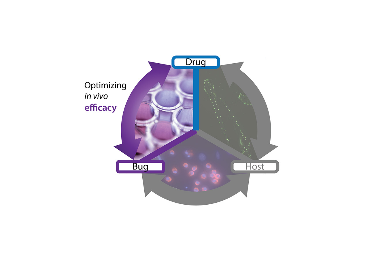 A logo that connects the words drug, bug, and host. Beside the logo: Optimizing in vivo efficacy