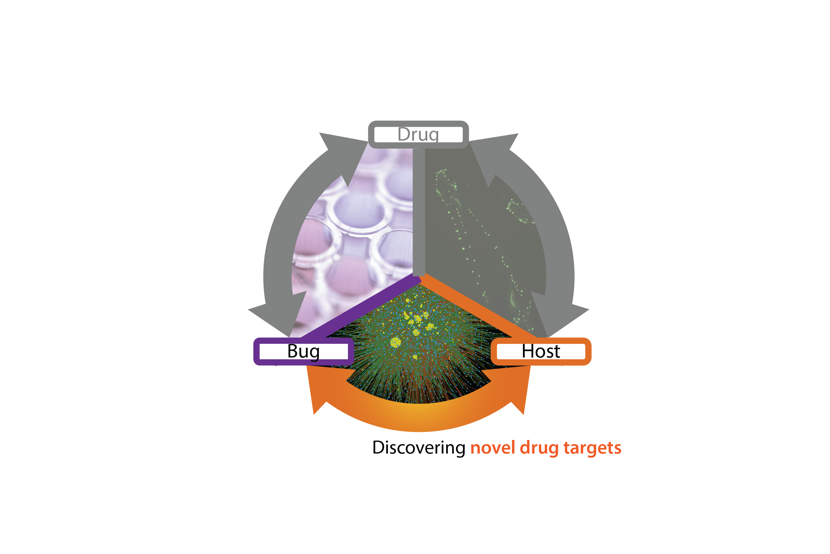 A logo that connects the words drug, bug, and host. Below the logo: Discovering novel drug targets