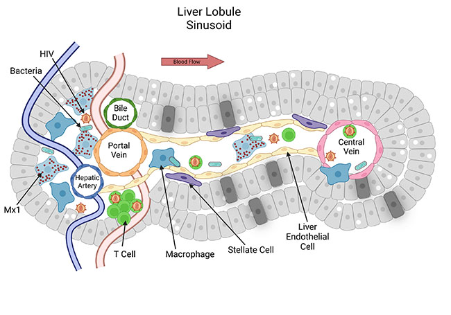 Liver lobule sinusoid illustration