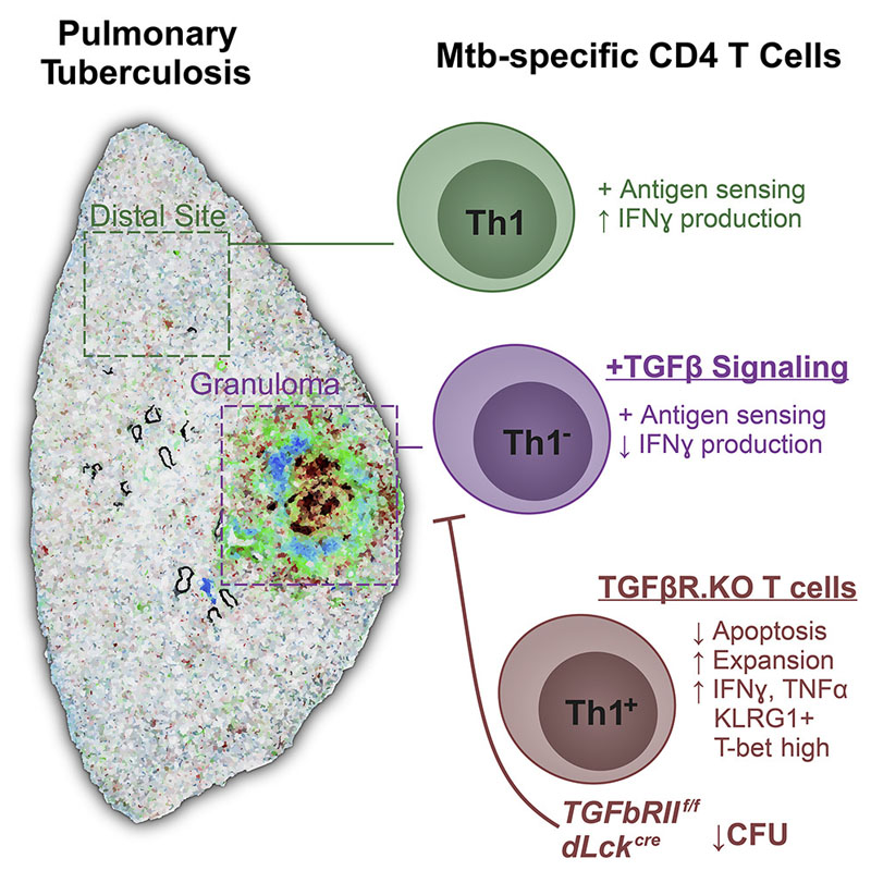 TGFβ Restricts Expansion, Survival and Function of T Cells Within the Tuberculous Granuloma