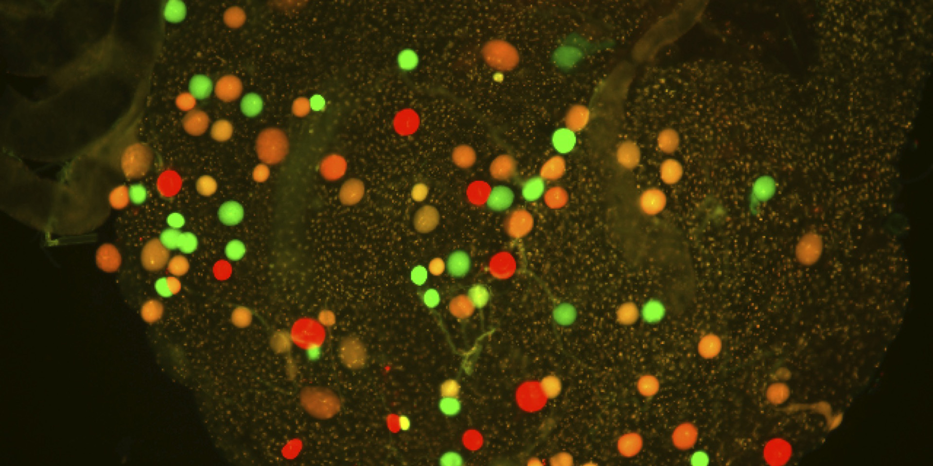 Mosquito midgut imaging