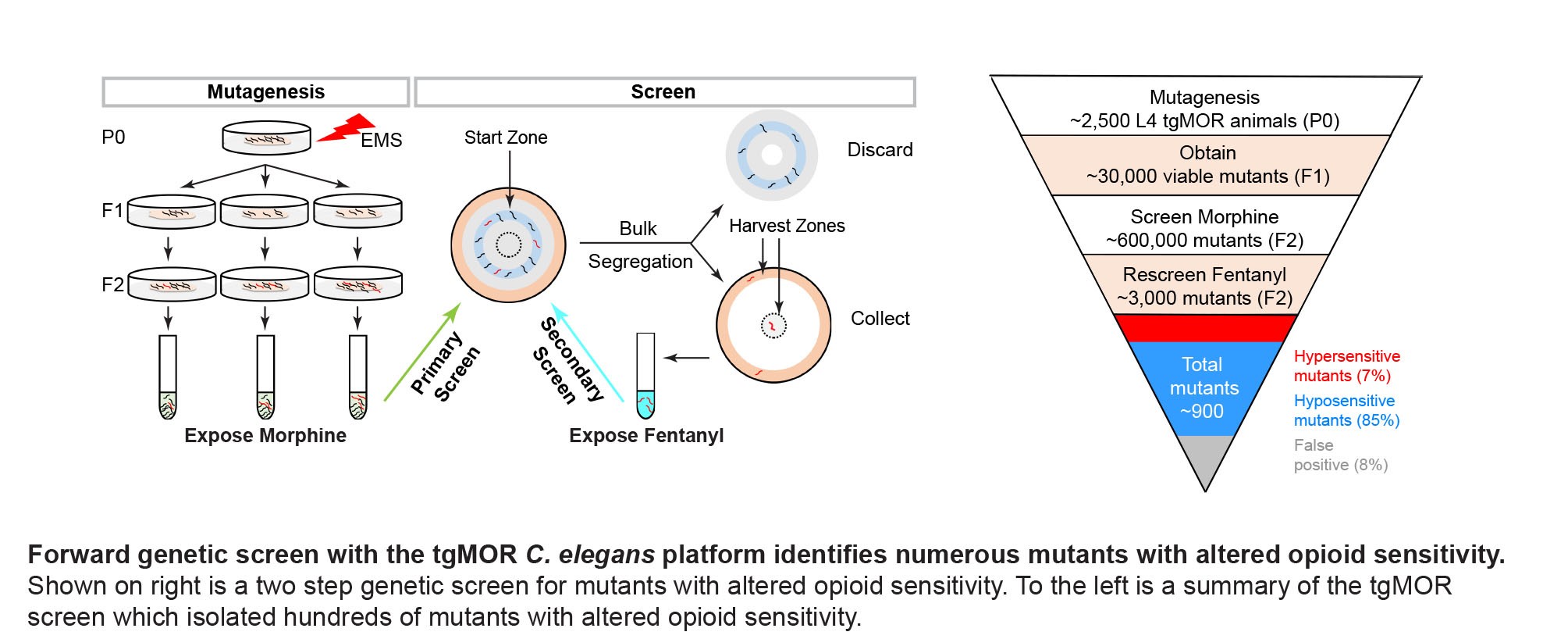 A diagram of "forward genetic screen with the tgMOR C. elegans platform
