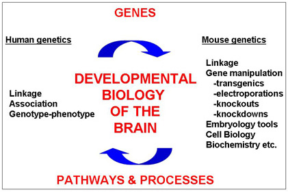 Developmental biology of the brain infographic