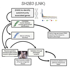 SH2B3 Infographic