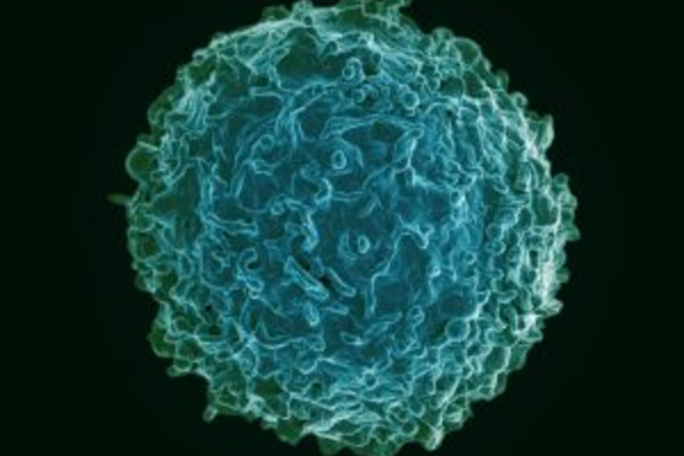 Image of a B cell