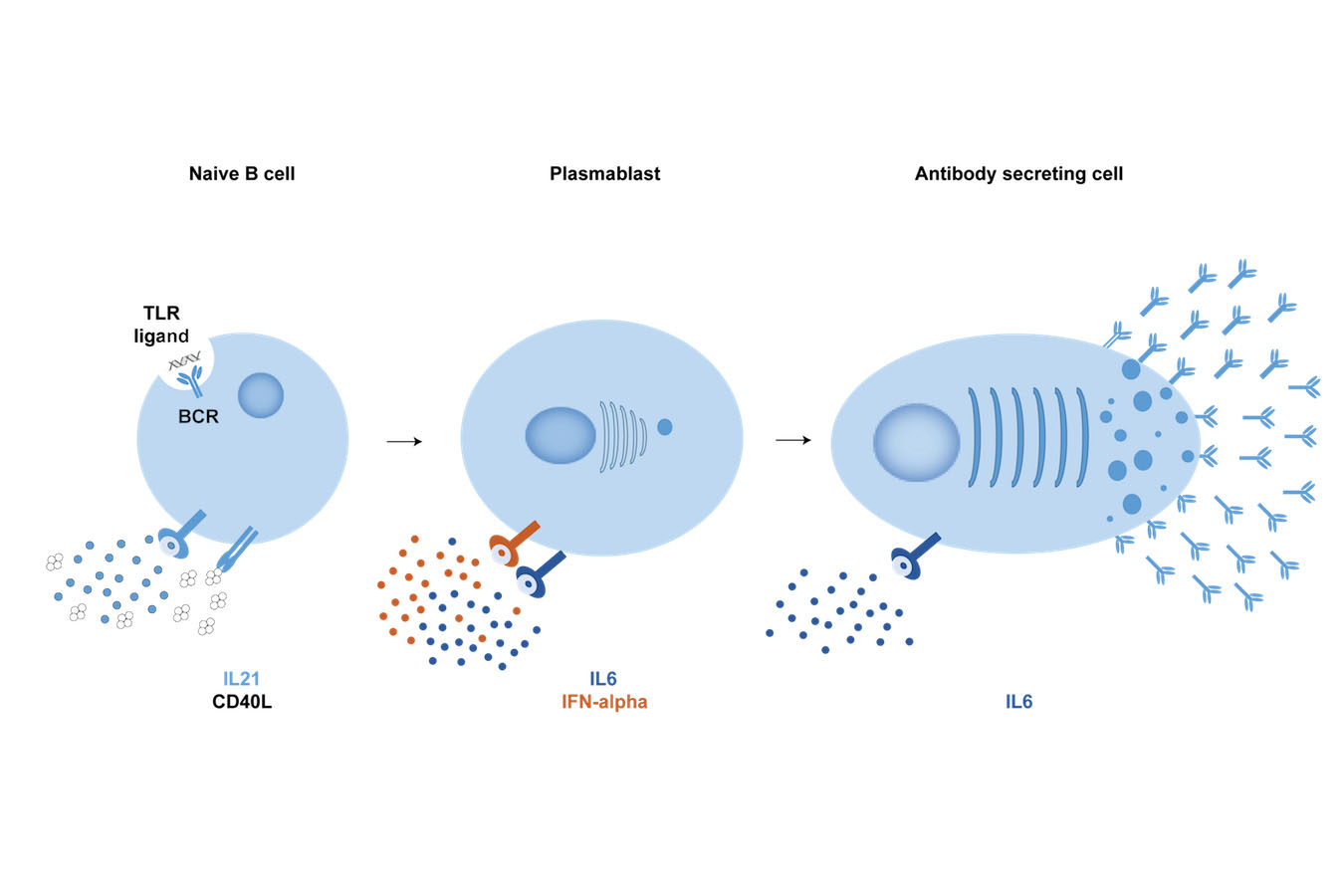 Graphic showing Naive B cell, Plasmablast, and Antibody secreting cell