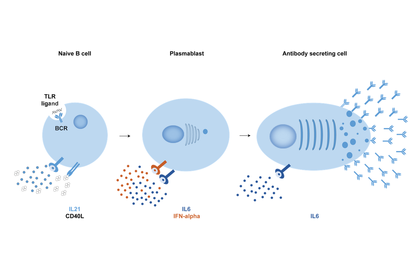 Graphic showing Naive B cell, Plasmablast, and Antibody secreting cell