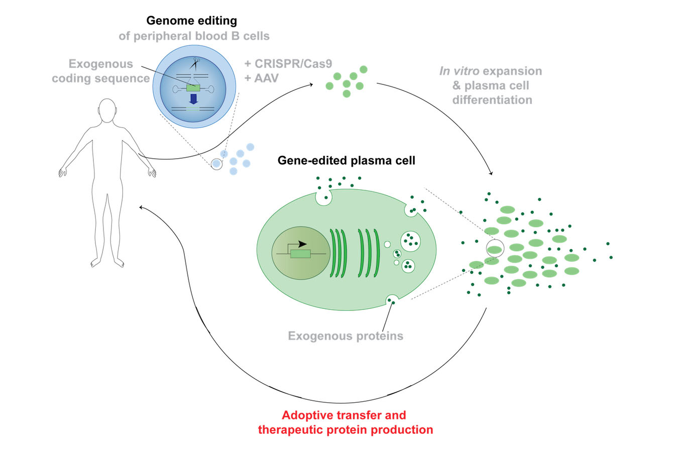 Graphic showing Genome editing and Gene-edited plasma cell