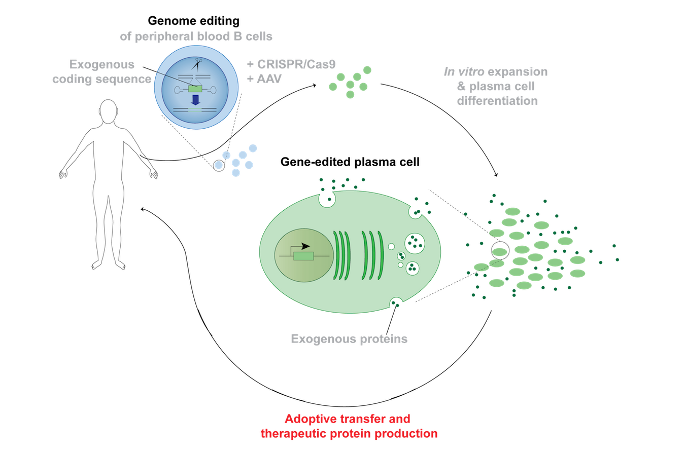 Graphic showing Genome editing and Gene-edited plasma cell