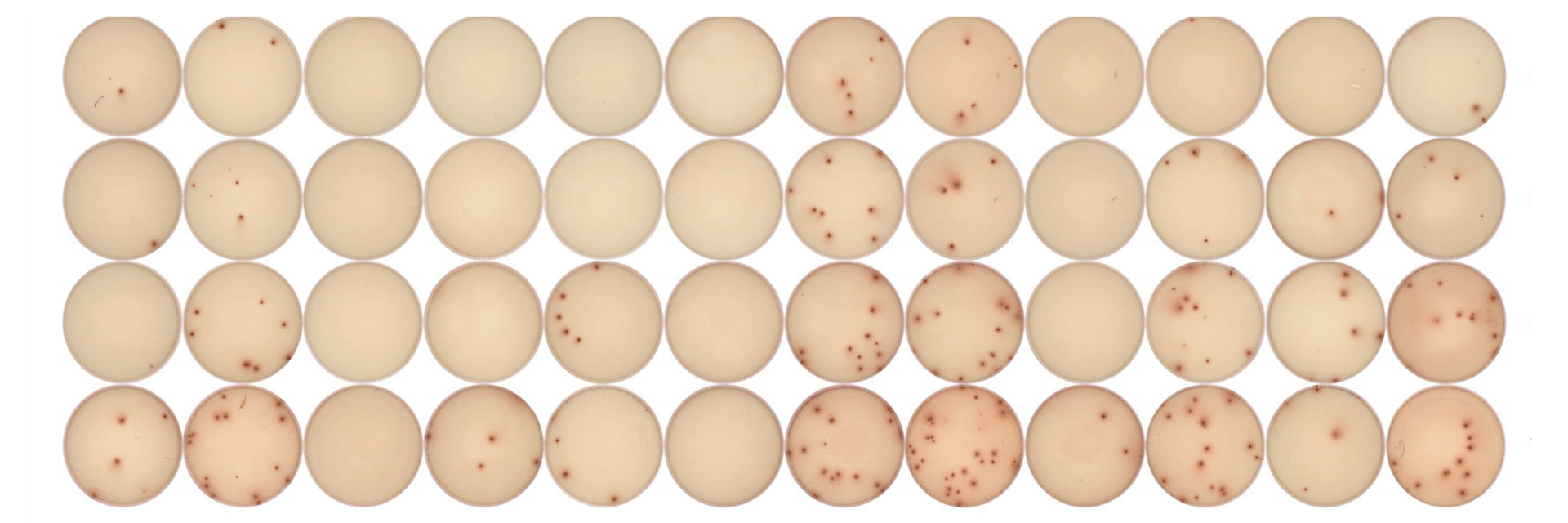 Close-up of an ELISpot assay