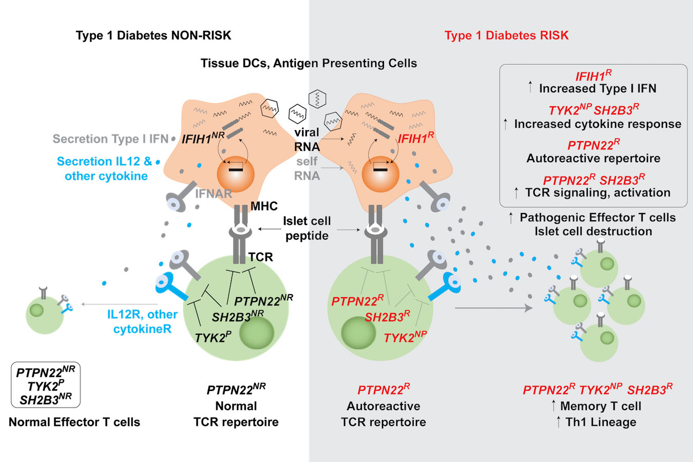 Screenshot of a slide showing Type 1 Diabetes NON-RISK and Type 1 Diabetes RISK