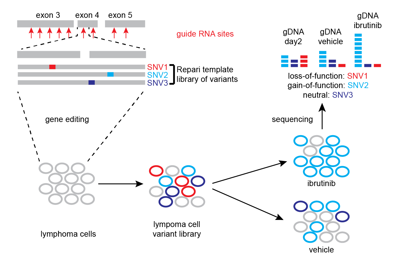 A slide showing gene editing in lymphoma cells, cell variant library, and sequencing