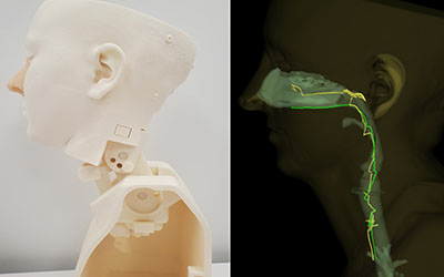 3D model showing nasal airway