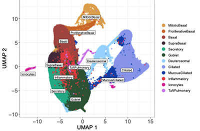 Chart with UMAP 1 on X axis and UMAP 2 on Y axis
