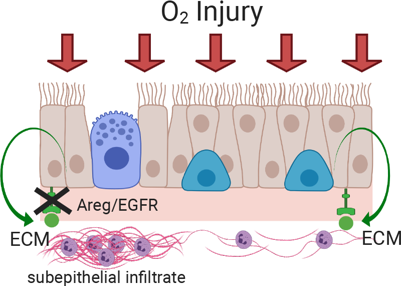 Illustration of injury to cells