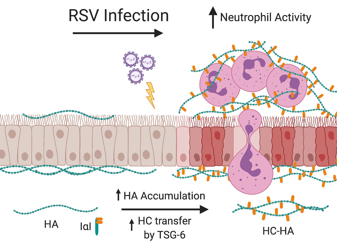 Infographic regarding RSV infection and neutrophil activity
