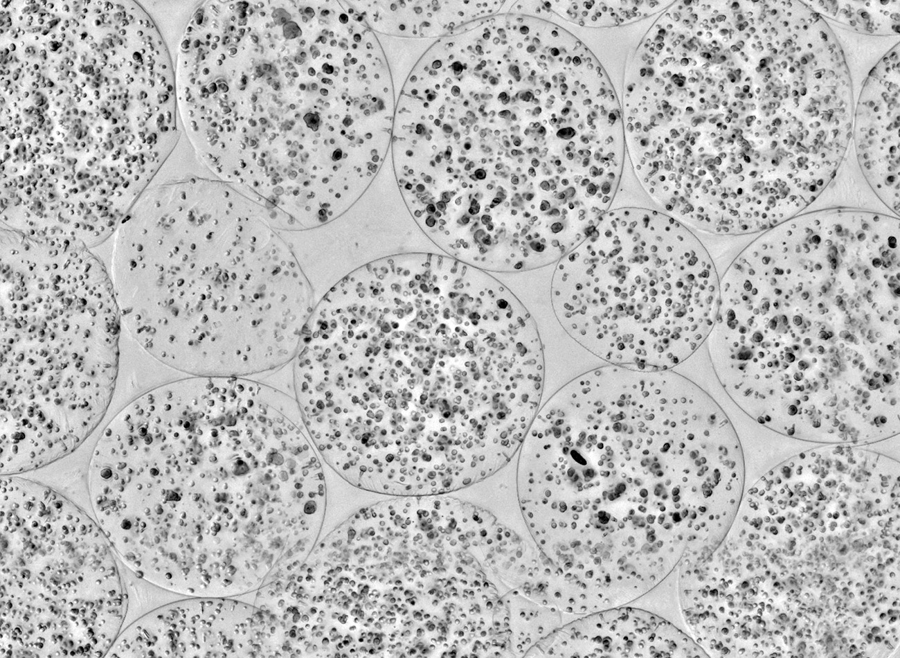 Image of cells as part of ex vivo tracheal development