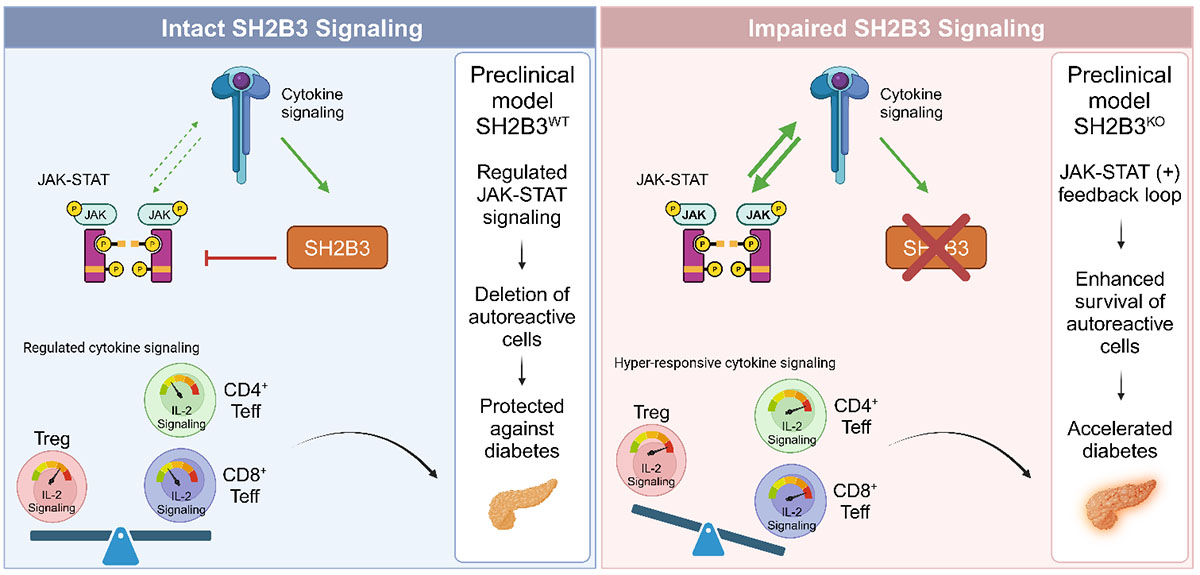 SH2B3 limits T cell cytokine signaling, protecting against diabetes. Impaired SH2B3 increases survival of autoreactive T cells and accelerates diabetes.