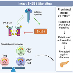 SH2B3 limits T cell cytokine signaling, protecting against diabetes. Impaired SH2B3 increases survival of autoreactive T cells and accelerates diabetes.