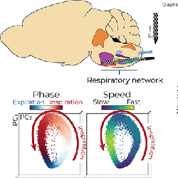 Infographic depicting respiratory network