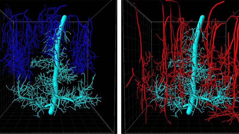 Blue, red and white imaging of neuro synapses in brain
