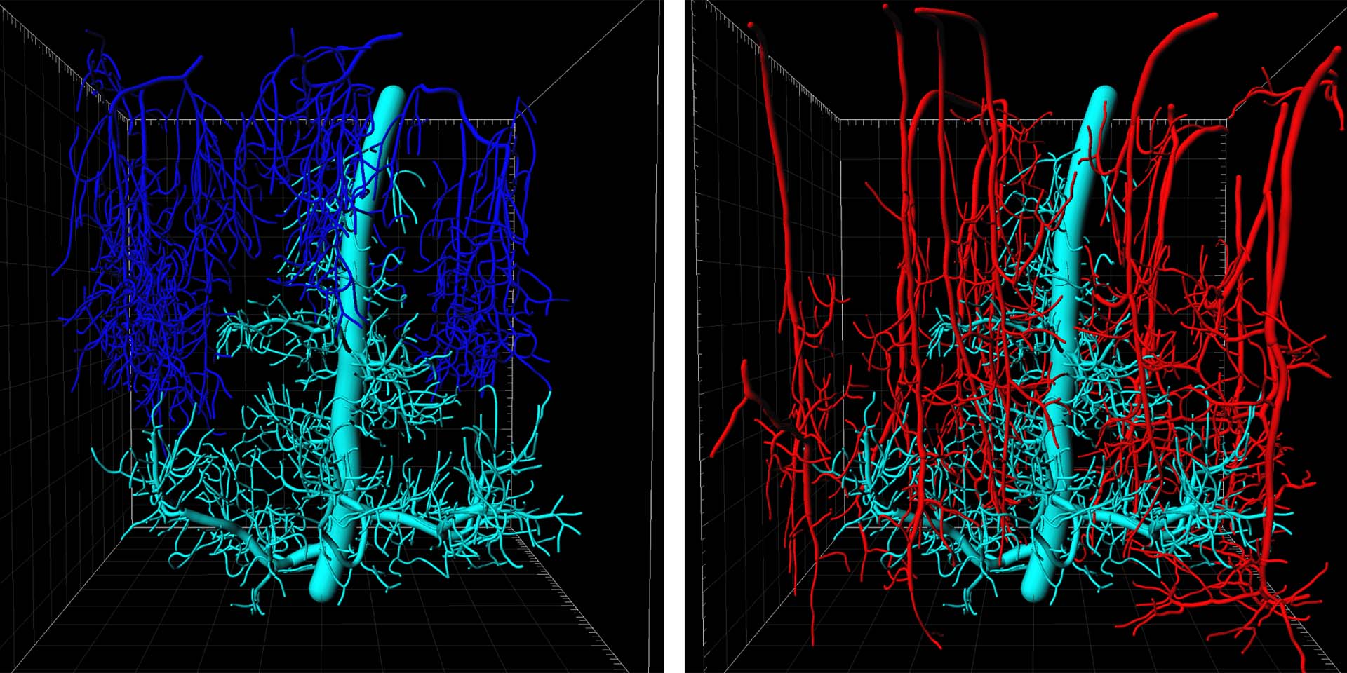 Blue, red and white imaging of neuro synapses in brain
