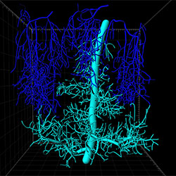 Blue imaging of neuro synapses in brain