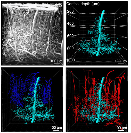 Blue, red and white imaging of neuro synapses in brain