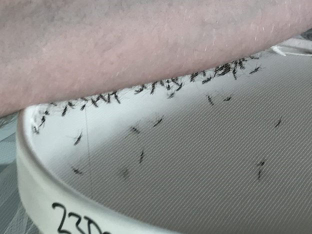 A cup with mosquitos