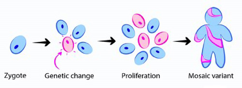 Illustration showing the mutation of a cell.