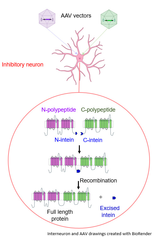 Gene-delivery vectors delivered the SCN1A gene by splitting and then reassembling it with inteins.
