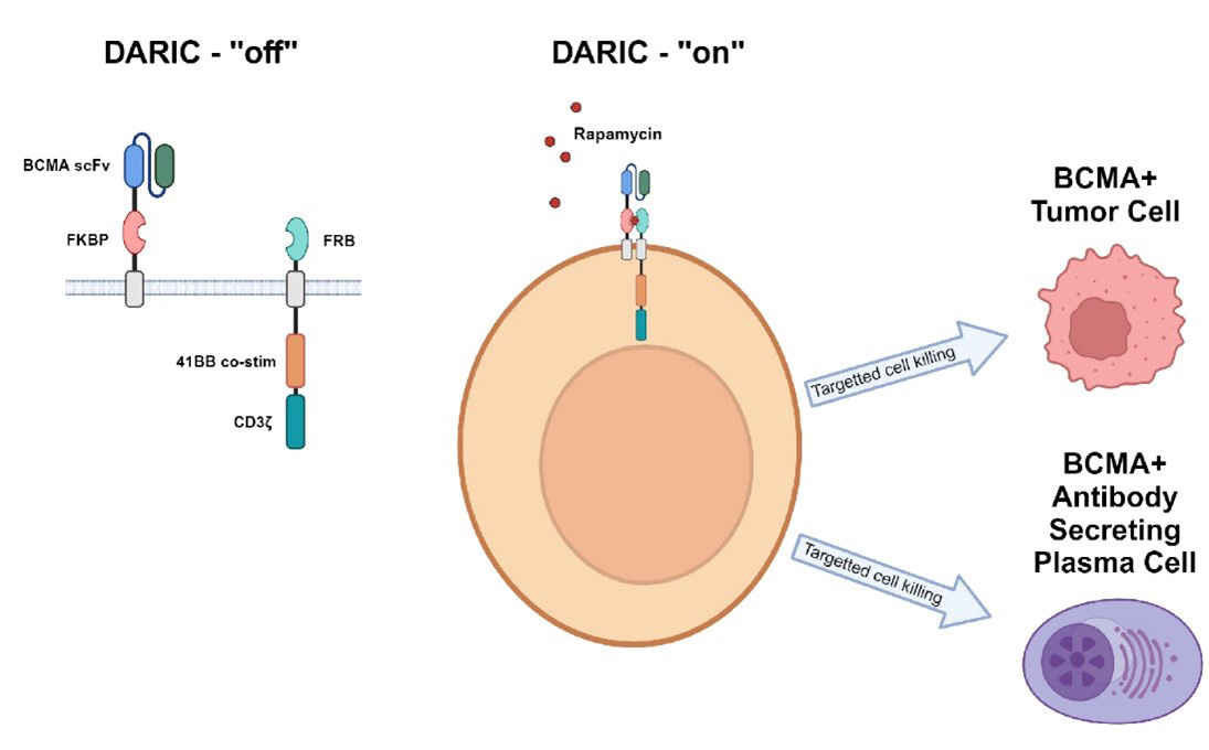 Graphic showing how CAR T cell therapy can be turned on and off to get rid of pathogenic plasma cells