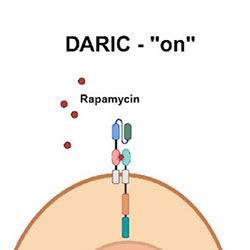 The image illustrates a drug-regulatable chimeric antigen receptor (DARIC) system, showing its "off" and "on" states. The diagram visually represents how rapamycin controls the activation of the DARIC system for targeted cell killing.