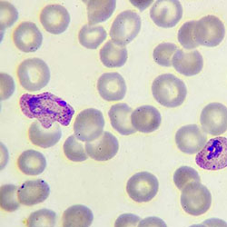 Microscope view of cells