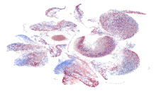 Picture of UMAP visualization of single cells from the gastrointestinal tract
