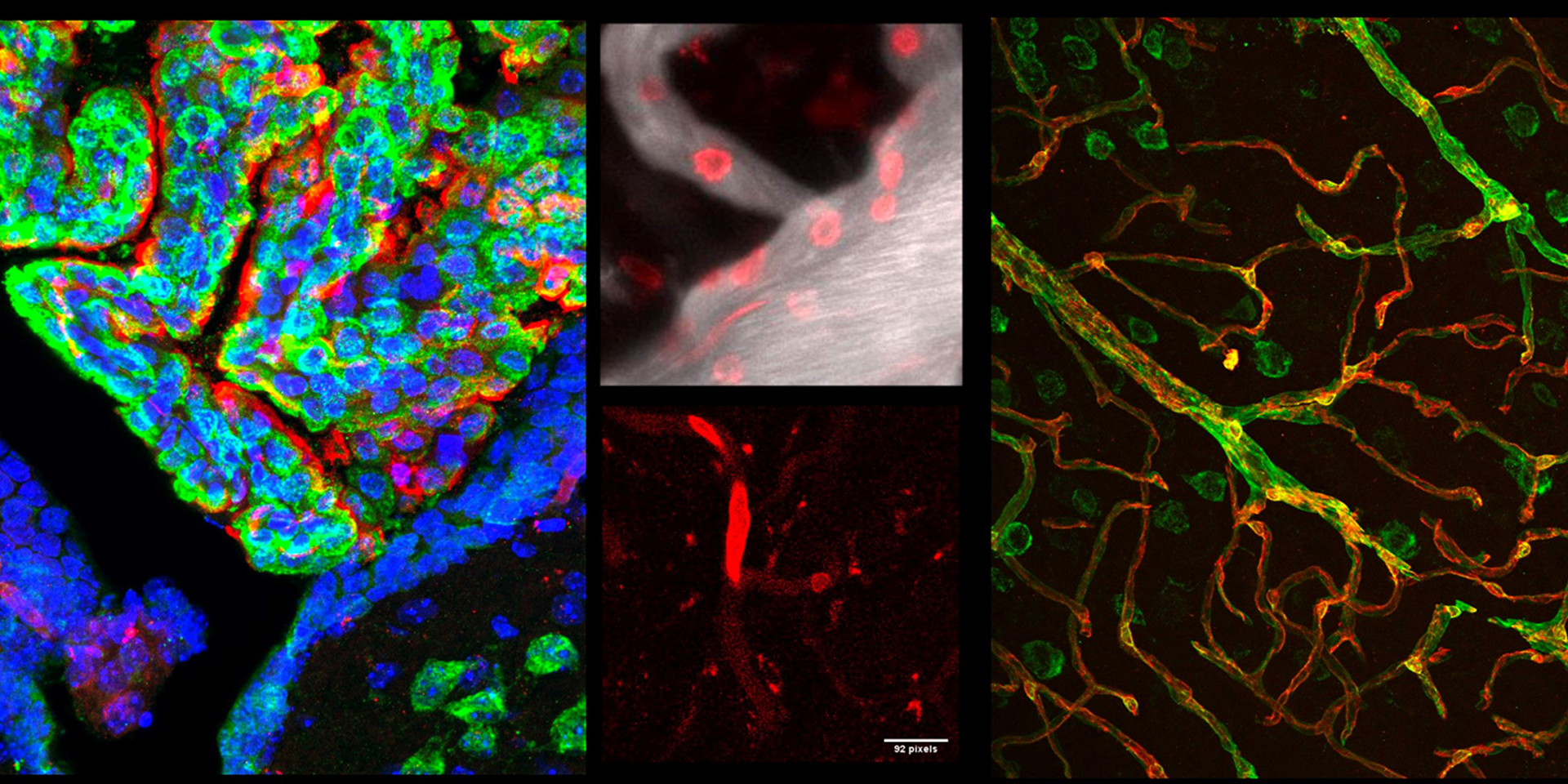 Banner of various images of colorful microscopic imaging