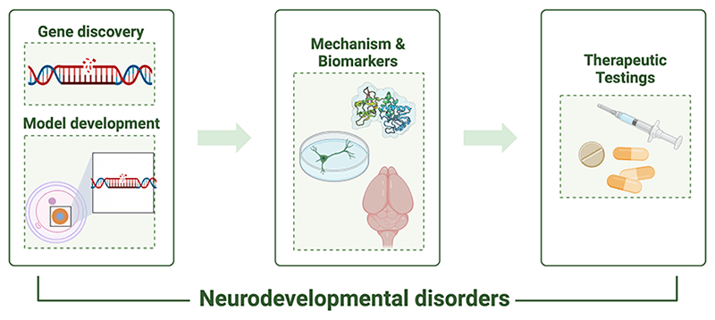 Infographic describing process of therapy development for neurodevelopmental disorders