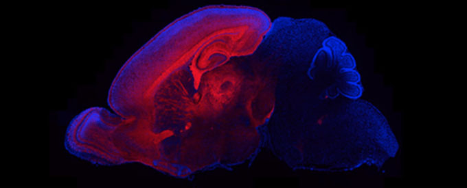 page-lab-article-image.jpg