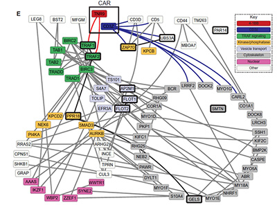 Diagram of CAR T cell signaling