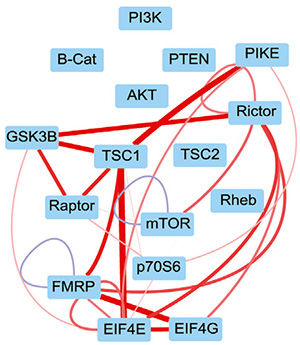 Map of mTOR signaling