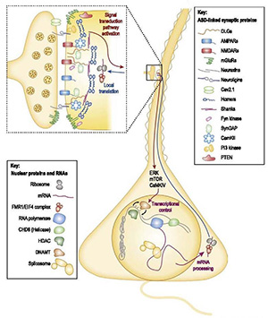 Diagram of synapses
