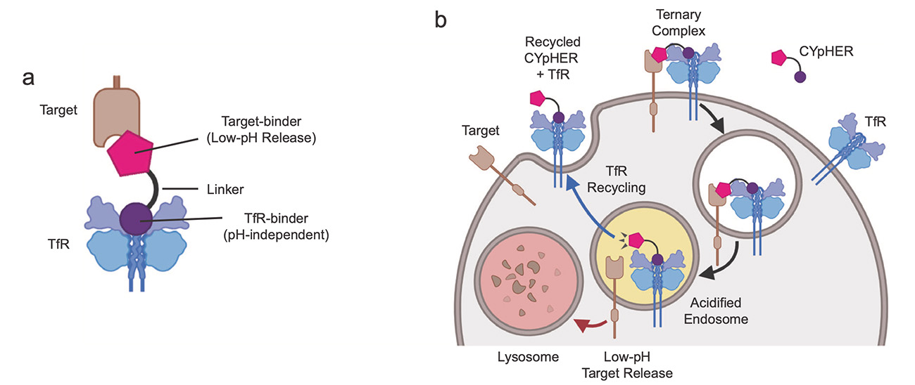 Diagram of a CYpHER molecule