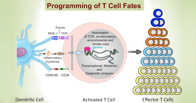 T cell slide T cell slide