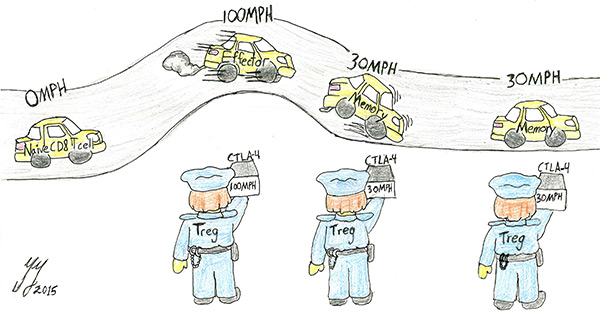 Large Treg Schematic Large Treg Schematic