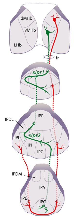 Turner Lab figure 1 Turner Lab figure 1